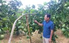 Xã Minh Tiến tích cực chuyển đổi cơ cấu cây trồng, nâng cao hiệu quả kinh tế.